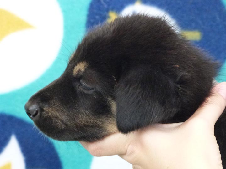 chinook puppy